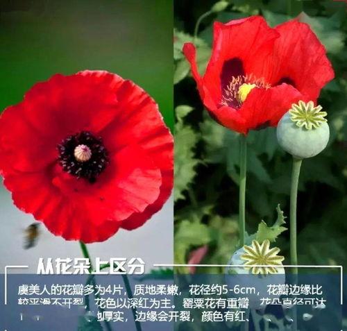 虞美人爆料日本医生视频,日本医生视频引发热议,真相令人震惊 第1张 虞美人爆料日本医生视频,日本医生视频引发热议,真相令人震惊 第1张